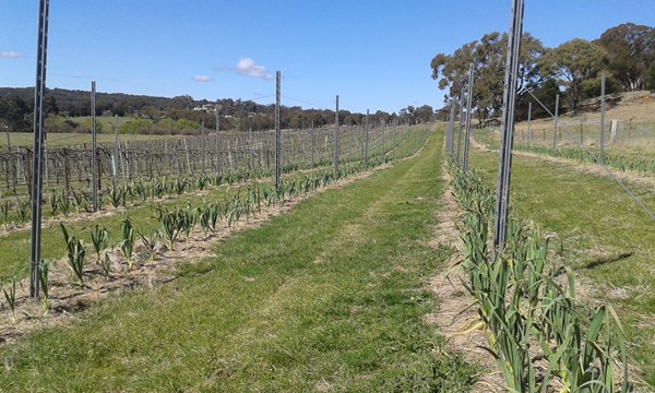 Garlic growing in the spare rows in the vineyard